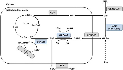 Figure 1. GABA metabolic pathway in plants. In plants, the glutamine-synthetase/glutamate-synthetase (GS/GOGAT) cycle is the principal nitrogen assimilation pathway into glutamate (Glu) and amino acids. The GABA shunt is composed of three enzymatic steps (blue). Glutamate decarboxylase (GAD) dependent on Ca2+-Calmodulin is located in the cytosol and catalyses the conversion of Glu into γ-aminobutyric acid (GABA). GABA permease (GABA-P) mediates the uptake of GABA into the mitochondrial matrix where it is subsequently converted into succinic semialdehyde (SSA) by GABA transaminase (GABA-T) with either α-ketoglutarate (α-KG) or pyruvate (Pyr) as amino acceptors. Succinic semialdehyde is then reduced by succinic semialdehyde dehydrogenase (SSADH) into succinate (Suc), a component of the tricarboxylic acid cycle (TCAC). Succinate and NADH are electron donors to the mitochondrial electron transport chain (ETC). Alternatively, succinic semialdehyde can be reduced to γ-hydroxybutyric acid by a succinic semialdehyde reductase (SSR) in the cytosol.