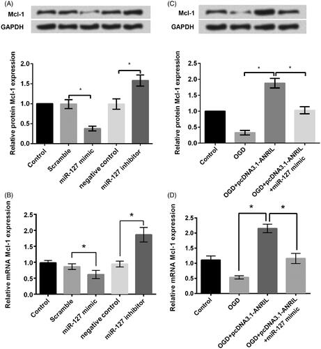 Figure 5. MiR-127 negatively regulated the expression of myeloid cell leukemia 1 (Mcl-1) in PC-12 cells. (A–B) To evaluate the relationship between miR-127 and Mcl-1 expression, PC12 cells were transfected with the miR-127 mimic or inhibitor. Western blot and qRT-PCR analysis were used for determining Mcl-1 protein level and RNA level expression, respectively. (C–D) The expression of Mcl-1 under co-treated with OGD and miR-127 mimic both for protein and mRNA levels by qRT-PCR and western blot. Data represent the mean ± standard deviation (SD) (n = 3) of three independent experiments. *p < .05.