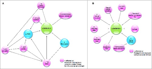 Figure 5. The mechanisms through which thermoregulation may be implicated in the aging process in endotherms (A) and ectotherms (B).