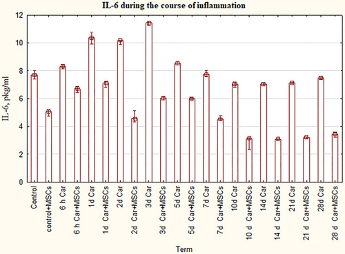 Figure 2 The levels of IL-6 for groups with the ordinary course of inflammation and inflammation on the background of MSCs. Data are represented as means ± SEM of 6 animals for each group. (One-way ANOVA and Tukey-Kramer multiple comparisons test, p<0.05).