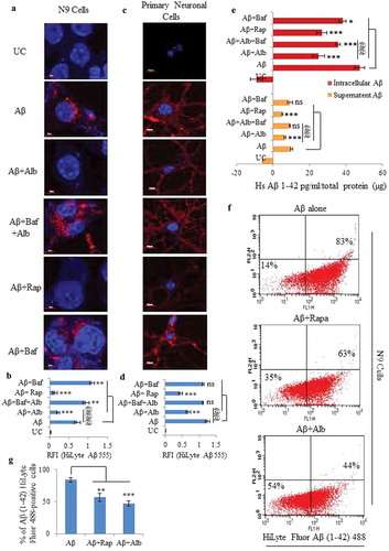 Figure 6. Alborixin facilitated the clearance of Aβ in N9 and primary neuronal cells. (A) Confocal images of N9 cells treated with Aβ and alborixin (125 nM) for 12 h. (B) Relative fluorescence intensity (RFI) of confocal images. Scale bars: 5 μm (Figure 6A), and 10 μm (Figure 6C). (C and D) Confocal microscopy and calculation of RFI in primary neuronal cells treated with alborixin (250 nM) for 24 h, whereas, Aβ was added 12 h before termination of the experiment. Rapamycin (200 nM) in all the experiments was used as a standard. Red fluorescence of Aβ1-42-HiLyte Fluor 555 was considerably reduced in cells treated with alborixin. Bafilomycin A1 (20 nM) on the contrary reduced the clearance of Aβ. For each sample, average RFI of at least 500 cells was taken and then final average was calculated for the same sample from 3 independent experiments (3n) by using FV-10-ASW (Version 1.7) software. (E) ELISA of N9 cells treated under similar conditions to quantify Aβ present intracellularly and in the supernatant. (F) Flow cytometric analysis for clearance of Aβ in N9 cells treated under similar conditions as in Figure 6A. However, for flow cytometry, fluorochrome tagged Aβ1–42-HiLyte Fluor 488 was used. Flow cytometric histograms shown here are representative images from 1 of 3 similar experiments. Average of 3 experiments (3n) is depicted in the graph as Figure 6G. Samples were compared statistically by using Bonferroni test. p value ***p < 0.001, **p < 0.01, *p < 0.05 or @@@p < 0.001, @@p < 0.01, @p < 0.05.