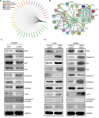 Figure 6 JAM3 participated in EMT in colonic epithelial cells.Notes: Molecular interaction networks involving JAM3 (A) and TJP1 (B) were generated by using GCBI database and GeneCards database. (C) Protein expression levels of Bcl2, caspase-3, P21, P27, cyclin D1, E-cadherin, vimentin, TJP1, p-β-catenin, and β-catenin in NCM460 cells transfected with siJAM3 and siNC. (D) Protein expression levels of Bcl2, caspase-3, P21, P27, cyclin D1, E-cadherin, vimentin, TJP1, p-β-catenin, and β-catenin in JAM3-transfecting as well as control vector transfecting SW620 and HT29 cells.Abbreviations: EMT, epithelial–mesenchymal transition; siNC, siRNA control; GCBI, Gene-Cloud of Biotechnology Information.