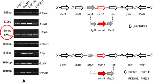 Figure 6 PCR mapping of mcr-1 genetic background. (A) PCR amplified vird4, pilN, hp, ParA, mcr-1, tnpA, and nikB, and tnpA genes, red circle show the shortened band of tnpA. (B) pHNSPH45 reference map, indicating Pap2 on downstream of mcr-1 and IsApl1 on upstream and. (C) mcr-1 genetic setting in our strains, IsApl1 is missing due to truncated tnpA. The black, red, and grey arrows represent particular genes having a name written underneath of each arrow. (*) on tnpA indicates truncation in tnpA gene.