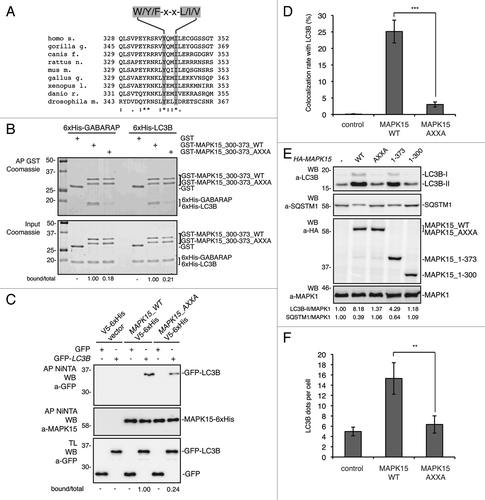 Figure 6. MAPK15 bound ATG8-like protein through a specific LIR-containing region. (A) Alignment of a portion of MAPK15 protein sequence across the species showing the position of the conserved LIR motif. (B) GST, GST-MAPK15_300–373_WT or GST-MAPK15_300–373_AXXA were incubated for 1 h at 4°C with 6xHis-GABARAP or 6xHis-LC3B. Proteins were then affinity-purified by glutathione-Sepharose Beads 4B, extensively washed and loaded on SDS-PAGE gels. Total proteins were stained with Coomassie stain. The total and MAPK15-bound amounts of 6xHis-tagged ATG8-like protein were quantified by NIH ImageJ software. (C) HeLa cells were cotransfected with a control vector or with GFP-LC3B, MAPK15_WT-V5–6xHis or MAPK15_AXXA-V5–6xHis. Lysates (1 mg) were incubated with NiNTA-Sepharose Beads 4B, subjected to in vivo affinity precipitation, and then analyzed by WB. The total and MAPK15-bound amounts of GFP-tagged ATG8-like protein were quantified by NIH ImageJ software. (D) Colocalization rate of LC3 with MAPK15_WT or MAPK15_AXXA in HeLa transfected cells was obtained by analyzing at least 400 cells/sample from three different experiments (n = 3). Measures were subjected to one-way ANOVA test. Asterisks were attributed for the following significance value: ***p < 0.001. (E) HeLa cells were transfected with control vector or HA-MAPK15 (WT) or its mutants. Lysates were analyzed by WB, with indicated antibodies. LC3B was detected with anti-LC3B antibody (Nanotools). The LC3B-II, SQSTM1 and MAPK1 amounts were quantified by NIH ImageJ software. (F) The graph indicates the amount of LC3B dots per cell in HeLa cells transfected with MAPK15_WT or MAPK15_AXXA, quantified by Volocity software. Measures were obtained by analyzing at least 400 cells/sample from three different experiments (n = 3). Measures were subjected to one-way ANOVA test. Asterisks were attributed for the following significance value: **p < 0.01.