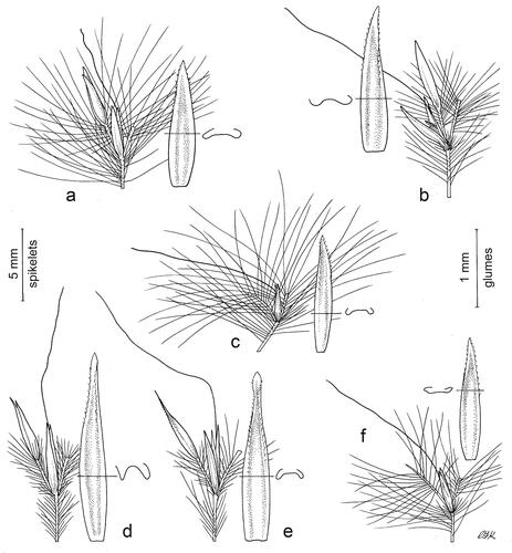 Figure 4. Spikelet pairs. Sessile spikelet on the lower internode, with the pedicel and the pedicelled spikelet where present on the left, and the upper internode on the right. Lower glume of the sessile spikelet is enlarged and the shape of its cross section is shown. Thicker lines indicate spikelets, internodes, pedicels, and awns; thinner lines indicate trichomes. (a) Anatherum lindmannii, (b) Anatherum cordatum, (c) Anatherum eucomum, (d) Anatherum ivohibense, (e) Anatherum africanum, (f) Anatherum glomeratum. Left scale bar, spikelets, 5 mm; right scale bar, glumes, 1 mm. Drawn by Christabel King.