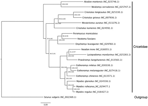 Figure 1. Maximum likelihood (ML) tree based on complete mitogenomes from the family Cricetidae, under the model TIM2 + I + G4. Bootstrap support at nodes depicts bootstraps in front of the diagonal (/) and ultra-fast bootstraps, after the diagonal. The number in parentheses following each specimen is the NCBI accession number, except in the case of Peromyscus maniculatus (from Hawkins et al. Citation2016) and Neotoma fuscipes (this study).