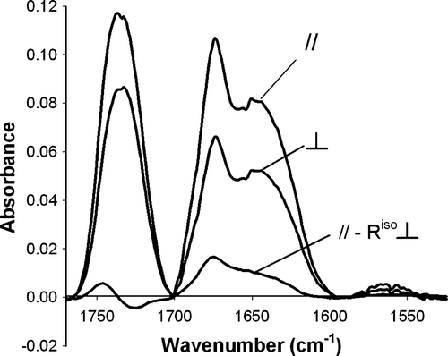 Figure S.2.  ATR-FTIR spectra of pep-1 (20% w/w) partitioned in POPC bilayers obtained using parallel or perpendicular polarization. The dichroic spectrum was obtained by the difference between the spectra recorded with parallel and perpendicular polarizations; the perpendicular spectrum was multiplied by Riso. All the spectra are in the same scale, but dichroic spectrum intensity has been multiplied by 2.