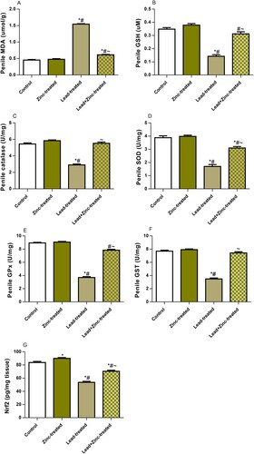 Figure 5. The effect of zinc on penile contents of malondialdehyde, MDA (A) and reduced glutathione, GSH (B), activities of catalase (C), superoxide dismutase (D), glutathione peroxidase, GPx (E) and glutathione-S-transferase, GST (F), and nuclear factor erythroid 2-related factor 2, Nrf2 (G) concentration in lead-treated male Wistar rats. Values are mean ± SEM of 5 replicates. Data were analyzed by one-way ANOVA followed by Tukey's post hoc test. *P < 0.05 vs. control, #P < 0.05 vs. zinc-treated, ∼P < 0.05 vs. lead-treated.