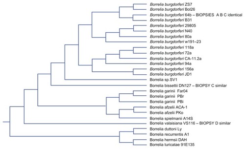 Figure 3 Cladogram of Borrelia species. Source PATRIC as discussed in text. Postion of BLAST findings annotated for Biopsies A–D.