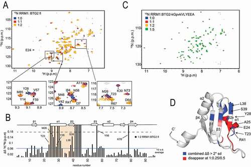 Figure 3. NMR identification of the PABPC1 RRM1 residues involved in the interaction with BTG2