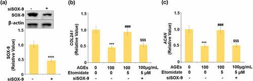 Figure 6. Knockdown of SOX-9 abolished the beneficial effects of Etomidate against AGEs-induced reduction of COL2A1 and ACAN genes. Cells were transfected with siRNA SOX-9, followed by stimulation with AGEs (100 μg/mL) with 5 μM Etomidate for 24 hours. (a). Successful knockdown of SOX-9; (b). Gene level of COL2A1; (c). Gene level of ACAN (***, P < 0.005 vs. vehicle group; ###, P < 0.005 vs. AGEs treatment group; $$$, P < 0.005 vs. AGEs+ Etomidate group, N = 5–6)
