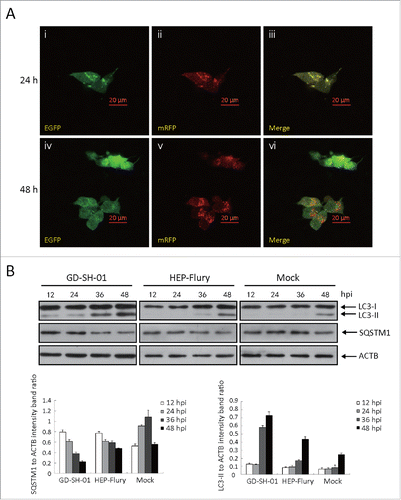 Figure 4. GD-SH-01 infection enhances autophagic flux in SK cells. (A) Colocalization of the EGFP and mRFP fluorescence in GD-SH-01-infected SK cells 24 and 48 h after transfection with mRFP-EGFP-LC3B plasmids. (B) Expression levels of LC3, SQSTM1 and ACTB at the end of the infection experiment in which SK cells were used as negative controls, infected with HEP-Flury or GD-SH-01. (Grouping of images of western blotting from different parts of the same gel.)