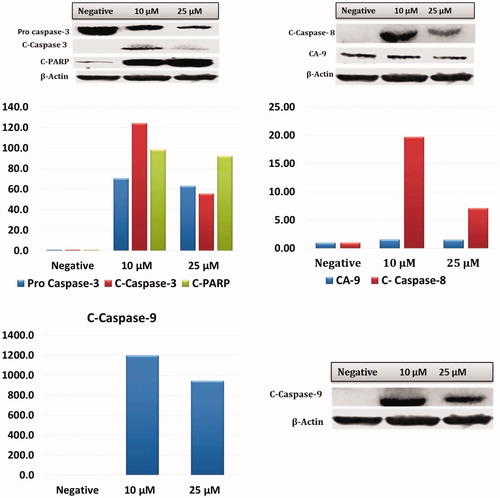 Figure 7. Effect of CA IX inhibitor A1 on cleaved caspases-3, 8, 9, C.PARP, and CA IX expression levels in HeLa cells. Cells were treated with A1 (0, 10 and 25 µM) for 24 h. Proteins were normalised to the respective β-actin and is presented relative to the value for the untreated control cells. The densitometry quantification of blot was determined by the software Li-Cor Fc.