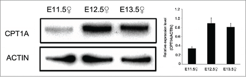 Figure 1. Expression level of protein of CPT1A between E11.5 and E13.5. Western blot analysis of CPT1A protein expression in genital ridge at E11.5 E12.5 and E13.5. Expression of CPT1A increased with embryonic development. ACTIN was used as a control. Densitometry of Western blotting was analyzed with Image-J software (NIH). Results are shown as mean ± SD.