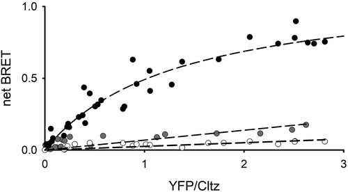 Figure 3. DCRD peptide displaces DCtermD from CaV1.2Δ1820 BRET titration curve from AD293 cells co-transfected with increasing amounts of CaV1.2Δ1820-YFP with (gray circles) or without (black circles) the DCRD peptide coding sequence, and a constant amount of DCtermD-RLuc as the energy donor. White circles denote experiments were the DCtermD without the RLuc was used. Saturation of the BRET curve indicates specific interaction between the DCtermD and the channel pore, whereas the low linear BRET signal denoted absence of interaction. Dashed lines represent the best fit to a hyperbolic curve or a linear fit respectively. Data from five experiments are included in the graph.