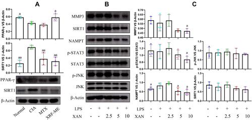 Figure 5 Immunoblotting analysis of synovium from CIA rats and FLSs treated by XAN. (A) Expression of PPAR-γ and SIRT1 in synovium from CIA rats receiving different treatments; (B) expression of protein MMP3, SIRT1, NAMPT, p-STAT3/STAT3 and p-JNK/JNK in FLSs receiving XAN treatments in the presence of LPS; (C) quantification results of image (B). Unit for the concentration in assay (B) was μg/mL. The data were presented as mean ± standard deviation. Results were statistically analyzed using one-way ANOVA followed by Tukey post hoc test. Statistical significance: image (A), ap < 0.05 and aap < 0.05 compared with CIA control, image (C), ap < 0.05 compared with LPS-treated cells.