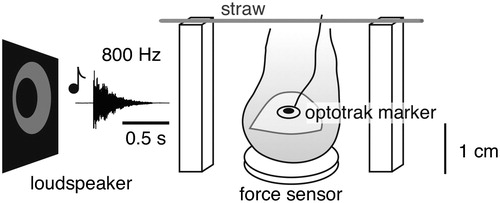 Figure 1. The experimental set-up. The subject placed his or her preferred index finger on a force sensor, and lifted it briefly whenever he or she heard a tone. In the constrained block of trials there was a straw above the finger that the subject had to be careful not to hit. In the unconstrained block of trials there was no such straw. We measured movements of the finger using a marker attached to the nail of the finger, and measured contact force using the force sensor that the finger was resting on.