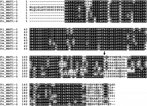 Fig. 2 Alignment of the deduced amino acid sequence of ORF1 genes in MAT1-1 and MAT1-2 isolates of Cochliobolus heterostrophus (Ch) GenBank accession nos. AF029913 (MAT1-1) and AF027687 (MAT1-2), Phaeosphaeria nodorum (Pn) GenBank accession nos. AY212018 (MAT1-1) and AY212019 (MAT1-2), Leptosphaeria maculans (Lm) GenBank accession nos. AY174048 (MAT1-1) and AY174049 (MAT1-2) and Pseudopyrenochaeta lycopersici (Pl). The arrow indicates the beginning of idiomorph