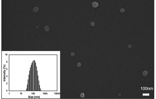 Figure 3 FE-SEM image and particle size distribution (see inset) of DTX/AE-Lipo.