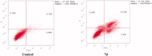 Figure 8. Representative dot plots of OVCAR-4 cells treated with 7d (1.74 μM) for 24 h and analyzed by flow cytometry after double staining of the cells with annexin-V FITC and PI.