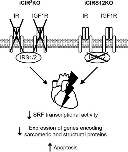 FIG 6 Mechanisms for the rapid onset of heart failure in iCIR2KO and iCIRS12KO mice. Disruption of insulin and IGF1 signaling in iCIR2KO and iCIRS12KO hearts attenuates SRF transcriptional activity, which results in impaired transcription of genes encoding sarcomeric and structural proteins. This mechanism in concert with increased apoptosis leads to the rapid onset of heart failure.
