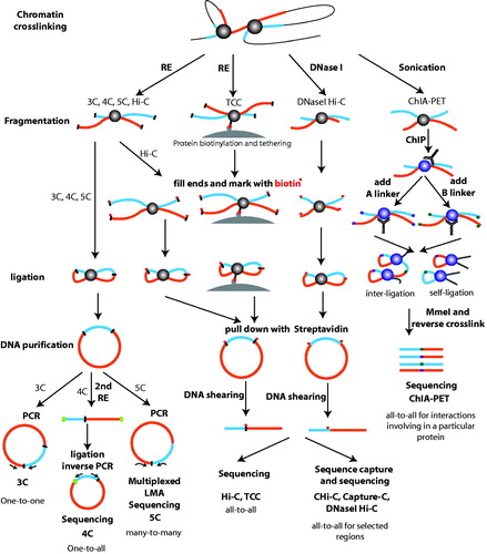 Figure 2. 3C-based technologies used to identify enhancer–promoter loops. All 3C-based technologies begin with formaldehyde treatment, leading to crosslinking of DNA fragments in close proximity. The 3C, 4C, and 5C methods begin with restriction enzyme (RE) digestion of the chromatin into small pieces (digestion sites represented by black bars). Crosslinked fragments are ligated to form unique hybrid DNA molecules, and then, the DNA is purified. In 3C, a predicted ligation product can be analyzed by PCR using a pair of primers; this is termed a one-to-one approach. In 4C, the 3C ligation library is digested with a second RE to digest the DNA to smaller sizes (second digestion sites are labeled as green ovals), and then, the fragments are ligated to form a circle. Inverse PCR is utilized to generate a genomewide interaction profile for a single locus (analyzed by high-throughput sequencing); this is termed a one-to-all approach. 5C detects ligation products from a 3C library using ligation-mediated amplification (LMA) followed by high-throughput sequencing; this is termed a many-to-many approach. Starting from 3C fragmentation products, Hi-C includes a unique step in which sticky ends resulting from the RE digestion are filled in with biotinylated nucleotides (shown as red dots). This facilitates a streptavidin-based enrichment of the ligation products for sequencing. The difference between TCC and Hi-C is that TCC adds an initial protein biotinylation and tethering step, such that the fragmentation and ligation are performed on a solid substrate; TCC and Hi-C are termed all-to-all approaches. Specific subsets of TCC and HCC products can be selected prior to sequencing using oligonucleotides or arrays in CHI-C and Capture-C, allowing an all-to-all analysis of selected genomic regions. DNase Hi-C uses the conventional Hi-C protocol but replaces the RE fragmentation step with DNase I digestion and thus is an all-to-all approach. ChIA-PET, which is quite different from the other 3C-based methods, begins with sonication of the chromatin, which is followed by a conventional chromatin immunoprecipitation step. Then, A (purple) and B (orange) linkers are added to two groups of materials that are mixed together for the ligation step, the ligation products are digested with MmeI, and the DNA is sequenced. The frequency of random ligations between the two different linkers (AB) is used to estimate the frequency of nonspecific ligation. ChIA-PET is termed an all-to-all approach for interactions involving a specific protein. (see the color version of this figure at www.informahealthcare.com/bmg).