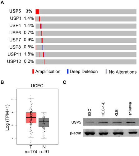 Figure 1 USP5 is highly amplified in UCEC patients. (A) Copy number variations of USP family members in UCEC samples were analyzed using TCGA database via cBioportal (n=539). (B) USP5 mRNA levels were compared between tumor tissues (T) and nontumor tissues (NT) in UCEC patients using TCGA database via GEPIA. (C) USP5 protein levels were detected by Western blot assay in human normal endometrial cells ESC and endometrial cancer cells, including Ishikawa, HEC-1-B and KLE.