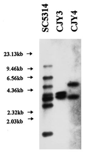 Figure 5. Southern blot analysis of DNA from lambda clones CJY-3 and CJY-4. Genomic DNA from strain SC5314 or purified DNA from lambda clones CJY-3 and CJY-4 was digested with EcoRI and hybridized with the α-element probe.