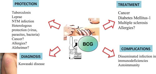 Figure 1. The many faces of BCG vaccine.