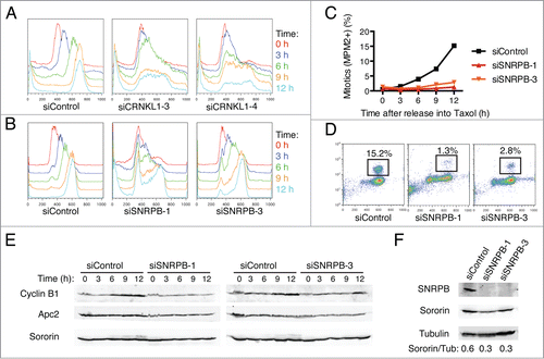 Figure 2. Spliceosome depletion induces interphase delays. (A-B) HeLa cells transfected with the indicated siRNAs were synchronized in G1 by thymidine block and subsequently released into medium containing taxol. Samples were taken at the indicated time points after release and subjected to cell cycle profile analysis by flow cytometry using propidium iodide (PI) and anti-MPM2 staining. Overlaid DNA content histograms are shown. (C) Quantification of mitotic cells (MPM2+) for the experiment in (B). (D) Representative flow cytometry profiles of cells stained with PI and MPM2 at 12 h after release. The percentage of mitotic cells (MPM2+) is indicated. (E) Western blots of total lysates of cells in (B) blotted with the indicated antibodies. (F) Western blots of total lysates of cells in (B) at the time of release (t = 0 h) blotted with the indicated antibodies.