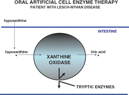 Figure 8. Unlike amino acid, hypoxanthine is very lipid soluble and can thus equilibrate rapidly with the intestinal content. Artificial cells containing xanthine oxidase can therefore lower the elevated systemic hypoxanthine level in a patient with Lesch-Nyhan disease.
