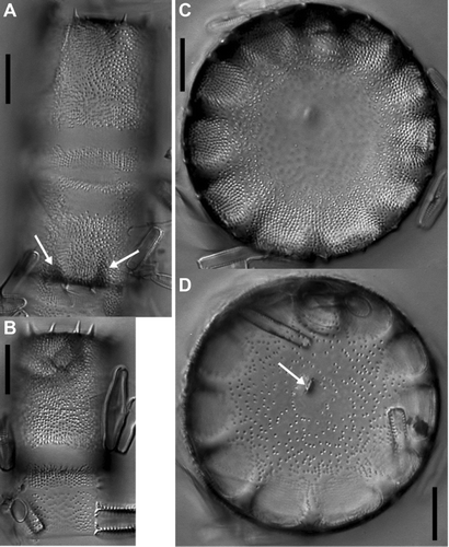 Figure 3  Light micrographs of Cavernosa kapitiana from Ile de la Possession. A,B, Entire frustules showing the zonation on the mantle and the presence of spines and caverns (indicated by arrows). C,D, Two micrographs of the same valve at different focus level showing the surface structure (C), the caverns (D) and the rimoportula in the valve centre (D, arrow). Scale bars, 10 μm.