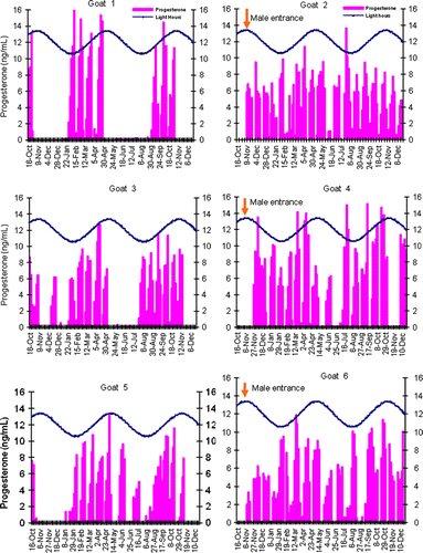 Figure 2.  Effect of presence of a sexually active male buck on luteal activity as determined by serum progesterone levels of goats exposed to controlled photoperiodic cycles.
