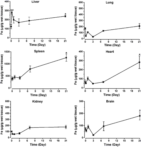 Figure 4 Changes in iron levels in different tissues following intravenous injection of MNPs. The injected dose of iron was 10 mg/kg in 100 µL of saline. Data presented as mean ± sem (n = 4). *p < 0.05 or **p < 0.005 vs saline. Reprinted with permission from Jain TK, Reddy MK, Morales MA, Leslie-Pelecky DL, Biodistribution, Clearance, and biocompatibility of iron oxide magnetic nanoparticles in rats. Mol Pharm. 2008;5(2):316–327. Copyright©2008, American Chemical Society.Citation35