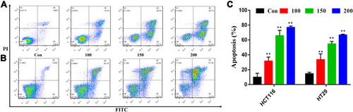 Figure 11 HCT116 (A) and HT29 (B) cells were treated with various concentrations quercetin. Apoptosis was analyzed by flow cytometry after Annexin V-FITC/PI staining. (C) The percentage of apoptotic cells was presented as the mean ± SD of three independent experiments, **P < 0.01 vs control; one-way ANOVA, followed by Dunnett’s post-hoc test.