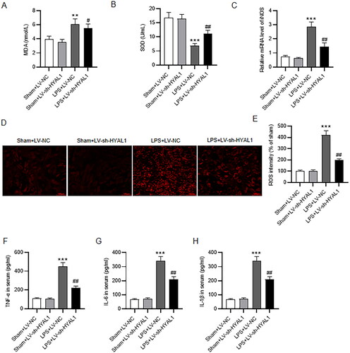 Figure 3. HYAL1 deficiency inhibited oxidative stress and inflammatory response in LPS-induced AKI mice. (A, B) ELISA assay for determining MDA and SOD levels in renal tissues of mice in Sham + LV-NC, Sham + LV-sh-HYAL1, LPS + LV-NC and LPS + LV-sh-HYAL1 groups. (C) RT-qPCR for iNOS mRNA level in renal tissues of mice in Sham + LV-NC, Sham + LV-sh-HYAL1, LPS + LV-NC and LPS + LV-sh-HYAL1 groups. (D) Representative fluorescent images of DHE staining (scale bar = 100 μm). (E) The quantification of the DHE fluorescence intensity. (F–H) ELISA for serum TNF-a, IL-6, and IL-1β levels in Sham + LV-NC, Sham + LV-sh-HYAL1, LPS + LV-NC and LPS + LV-sh-HYAL1 groups. N = 10 mice each group. **p < .01, ***p < .001 vs. Sham + LV-NC group; #p < .05, ##p < .01 vs. LPS + LV-NC group.