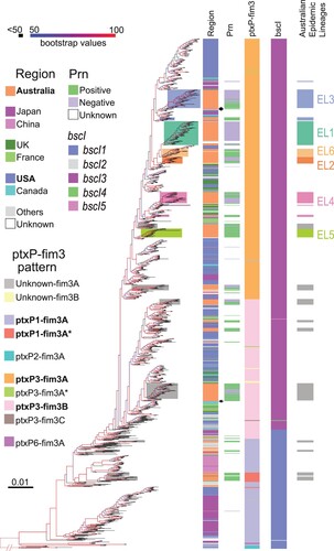 Figure 4. Phylogenetic tree of Australian and global B. pertussis isolates. Phylogenetic tree of 1452 B. pertussis isolates based on genome-wide SNPs. The tree was rooted using a group of ptxP2 isolates related to early Dutch strain B189 (isolated in 1991). The five columns to the right of the tree show the country of isolation, presence or absence of Prn, ptxP-fim3 genotype, bscI allele and Australian lineages per colour legends. The background colours represent the ELs as indicated. For both tree branches and the 5th Column, grey background colour of individual or groups of isolates marks Australian isolates not belonging to any ELs. Bootstrap values from 100 replicates are indicated by the colour of the branches as shown. Black arrows mark three Chinese ptxP3 isolates.