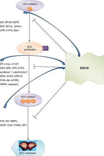 Figure 1 Principal targets modulated by EGCG in HCC progression.