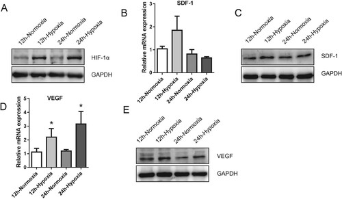Figure 4. The effect of hypoxia on HIF-1α protein and its downstream target expression of MDSPCs. (A) HIF-1α protein level was measured by western blot under normoxia or hypoxia for 12 and 24 h. (B–E) Gene and protein expression levels of SDF-1 (B, C) and VEGF (D–E) under normoxia or hypoxia for 12 and 24 h were assessed by qPCR and western blot. Data are represented as mean ± standard deviation (n = 3 per group). *p < 0.05 versus normoxia group.