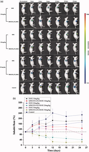 Figure 6. Bioluminescence imaging for monitoring antitumor effect. (a) Bioluminescence imaging. (b) Quantitative analysis of luminescence intensity.