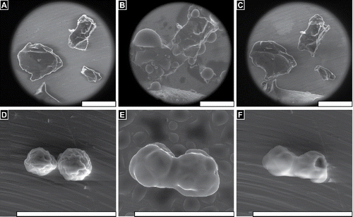 FIGURE 3 FLOSORB granules (BGP) swell uniformly when hydrated, and dehydration reveals that granules return to their original size and shape (Supplemental Video V1). In contrast, ARISTA AH particles (MPH) swell non-uniformly when hydrated, and dehydration reveals that particles fuse into aggerates with adjacent particles (Supplemental Video V5). Still images are shown before hydration ∼20%RH (A, D), at saturation >100% RH (B, C), and after dehydration ∼20% RH (C, F). Water droplets are seen condensing on the particles and stage (B, E). Scale bars are 200 µm.