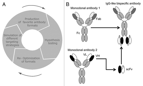 Figure 1 Optimal design of bispecific antibodies. (A) Iterative simulation-guided therapeutic design cycle. (B) Schematic view of Ig-like bispecific molecule.