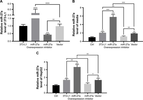 Figure 1 The establishment of co-culture transwell chamber system of differentiated adipocyte 3T3-L1 cells with HepG2 cells.