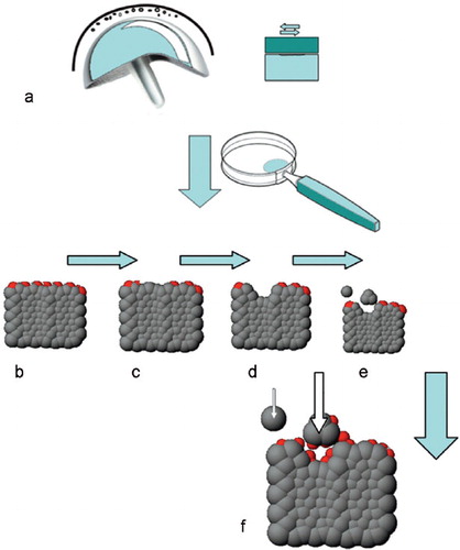 Schematic drawing illustrating: a. generation of wear particles; b. a metal alloy (gray scaffold) with an oxidized surface film on the upper surface (molecules marked in red); c. damage to the passive surface film (e.g. by scratching or pounding); d. occurrence of corrosion due to the lack of a protective layer; e. liberation of soluble compounds and wear particles; and f. repassivation of the surfaces including wear particles (arrows).