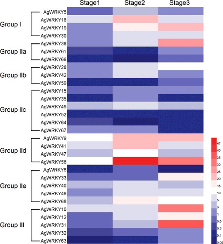 Figure 5. Transcript abundances of AgWRKY genes at three leaf developmental stages.