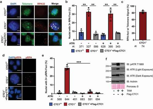 Figure 3. Telomeric phosphorylated RPA levels increase in response to CTC1 KO and are ATR-dependent. (a) Representative images of RPA foci and telomere FISH signal on day 13 after TAM addition. Cells were pre-extracted prior to fixation to identify chromatin-bound RPA. DAPI: blue, RPA32: red, Telomere (TTAGGG3): green. Scale bar represents 5 µm. (b) Percentage of nuclei with three or more RPA foci. (n = 3 independent, biological replicates.) (c) Percentage of RPA-foci containing telomere signal in CTC1−/- cells. (n = 3 independent, biological replicates.) (d) Representative images of phosphorylated RPA32 S33 (pRPA) foci on day 13 after TAM addition, as indicated. Scale bar represents 25 µm. (e) Percentage of cells with greater than three pRPA foci. (n = 3 independent biological replicates). (f) Levels of total and phosphorylated ATR T1989 (pATR) on day 13 after TAM addition, as indicated. ATRi: treatment with the ATR inhibitor VE-821 for 24 h. n indicates the number of total nuclei scored. Error bars indicate the ±SEM. P-values were calculated by an unpaired, two tailed t test (**P ≤ 0.01, ***P ≤ 0.001)