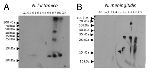 Figure 5. Immunoblot analysis for cross reactivity of the antibodies produced after immunization. Twenty µg of protein of N. lactamica (A) or N. meningitides (B) whole cell lysates were submitted to electrophoresis in a polyacrylamide gel (13% SDS-PAGE). After electrophoresis, the protein fractions were transferred to nitrocellulose membranes. The membranes containing the whole cell lysates were incubated for 1 h in the presence of serum from outbred mice immunized with OMV-DDA-BF single dose (G1), OMV-alum single dose (G2), OMV single dose (G3), DDA-BF (G4), alum (G5), OMV-DDA-BF 2 doses (G6), OMV-alum 2 doses (G7), OMV 2 doses (G8) or non-immunized controls (G9), (diluted 1/500). The immunoreactions were visualized with goat anti-mouse IgG conjugated to peroxidase diluted 1/60,000. The membranes were washed with saline phosphate buffer and luminol.