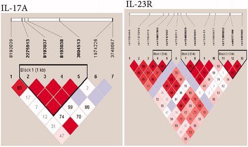 Figure 4. Linkage disequilibrium (LD) patterns of region around IL23R and IL17A genes in a Chinese Han population. (a) IL23R. (b) IL17A. Numbers indicate extent of D’ between two SNP and in the dark area which have no digital respective D’ = 1. Dark color indicates strong connection. Three linkage disequilibrium blocks were found in IL-23R and one in IL-17A (adapted from Yu et al. Citation2012).