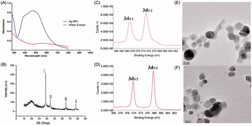 Figure 1. Characterization of Silver nanoparticles synthesized from plant extract: (A) UV–Vis spectrum, (B) XRD pattern, (C) XPS analysis, (D) XPS analysis of silver metal, and (E and F) HR-TEM images.