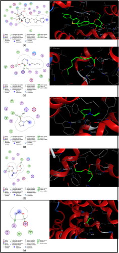 Figure 6. The interactions (2D and 3D) of Canagliflozin (a), sodium caprate (b), vinylpyrrolidone (c), bis-glycol ether (d), and vinyl alcohol (e) (green in 3D interactions) into the active site of human SGLT2 protein (PDB code: 7vsi). the hydrogen interactions are shown as dotted green arrows; (C atoms are colored gray, O red, and S yellow).